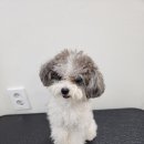 호야애견 이미지