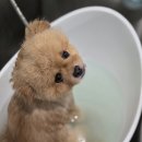 하이도그 이미지