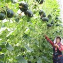 해남농장2 이미지