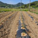 금곡농약 이미지