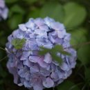 시우사랑 이미지