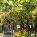 부천중앙공원 이미지