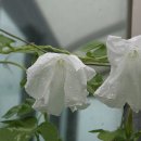 백의민족 이미지