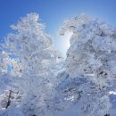 과거 대설경보 해제 직후의 한라산 雪景 이미지