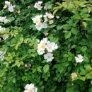 오솔길노래연습장 이미지