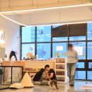 돈지 | 전주 아이랑가볼만한곳 현지인추천 고양이카페 굄 신시가지카페 실내데이트 내돈지불 진심후기