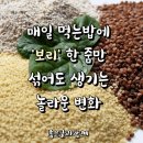 보리 이미지