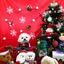 멍패밀리 인천애견유치원 애견호텔 | 크리스마스 멍패밀리 유치원