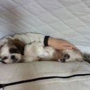 도시 강아지 이미지