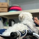 정 메디컬 동물병원 이미지