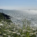 GS25탄방개나리 이미지