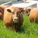 동일한우농장 이미지