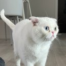 캣블레스유 이미지