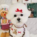 우리 댕댕이 보험 가입했어요 🐶 소소한 가입 후기와 꿀팁 공유!