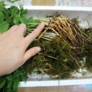 농업회사법인 유한회사 새싹 이미지