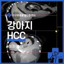 부신메디칼 | 서울24시동물병원 강아지 심부전 간종양수술 CT 항암치료 [24시지구촌동물메디컬센터]