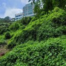 서구-02-64 이미지