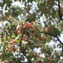 황태자농장 이미지