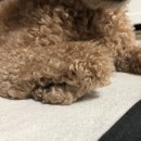 꼬순내 이미지