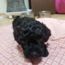 센스펫(노은점) 이미지