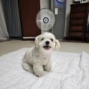 정말귀엽개 이미지