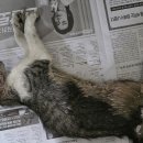 와룡로 52안길 이미지