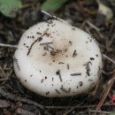 흰꽃무당버섯(Russula alboaxeolata)= 목련꽃 무당버섯 이미지