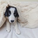 백석동물병원 이미지