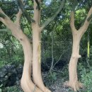 성읍리-27 이미지