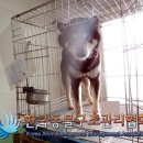 GS삼숭자이 이미지