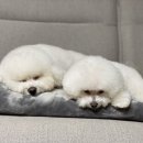 댕댕주방 이미지