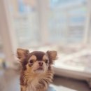 하니 그루밍( Hani Grooming) 이미지