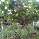 계림약품 이미지