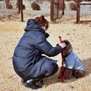 출근길 강아지 유치원 이미지