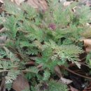 서석야영장 이미지