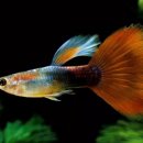 구피(guppy)