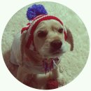 쁘띠시앙 | 중형견 옷, 애견 모자, 코카 옷~ 구매후기