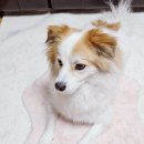 댕이랑 | 강아지 종합영양제 댕이수랏간 침향 멀티올케어 반려견콩떡이