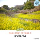 소리와 글로 피어나는 늘봄 | 제주 3월 4월 서귀포 중문 유채꽃 명소 갈만한곳 엉덩물계곡