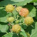 김영수농장 이미지