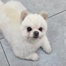 하일동물병원 네이버블로그