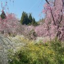 (주)세강 | [ep. 2] 벚꽃교토 벚꽃여행 요약본.txt