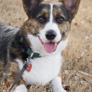 송파데일리동물병원 이미지