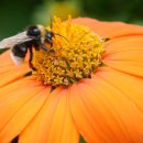 꿀벌이 멸종되면 무슨 일이 일어날까? 이미지