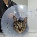 노형동물병원 이미지