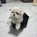 강아지 친구 | 3차 예방접종 후기, 강아지 친구 만나도 될까?