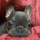 머슬팜짐 이미지