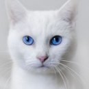 고양이나라 이미지