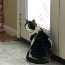 멍이와냥이 이미지