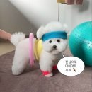 신식반점 | [🐹꼬마형사 현햄찌일상🐹] 3/9 영천여행을 떠난 꼬마형사 햄찌씨 (은해사, 신식반점후기 꿀팁포함💘)